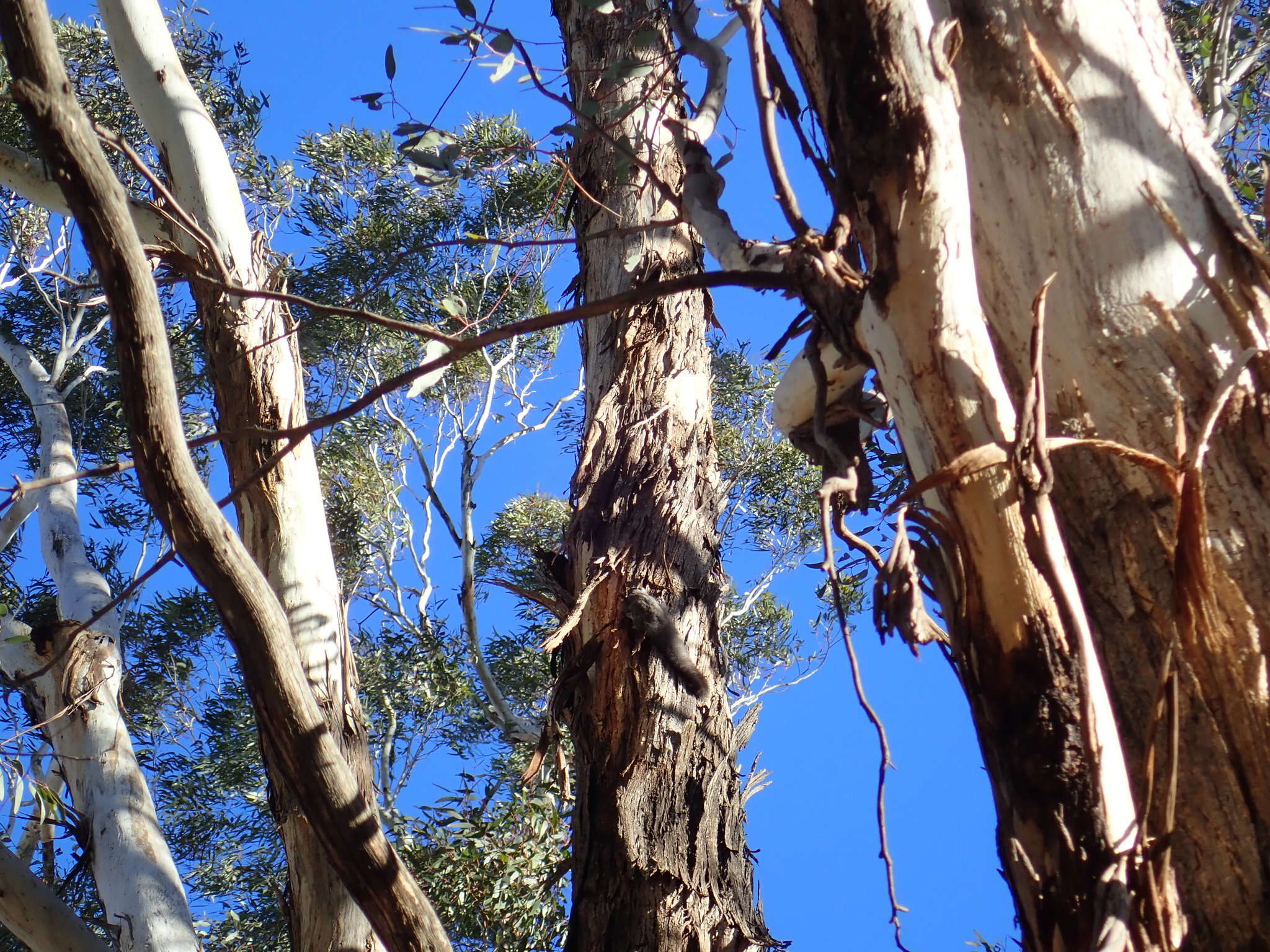 Image of Squirrel Glider