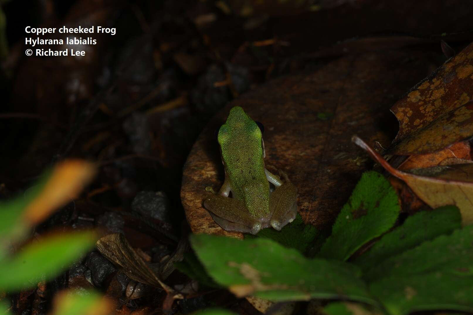 Chalcorana labialis (Boulenger 1887)的圖片