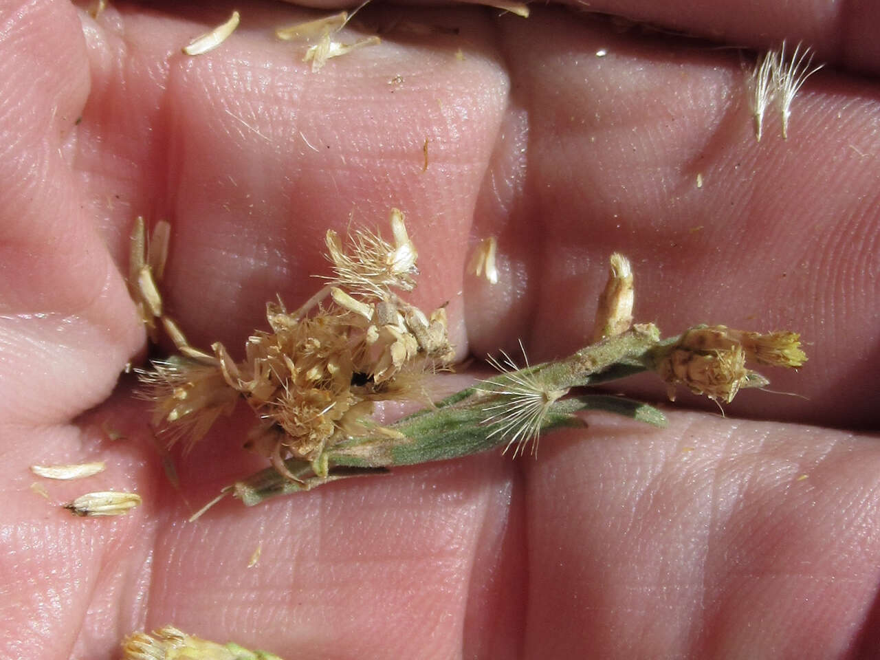 Image of yellow rabbitbrush