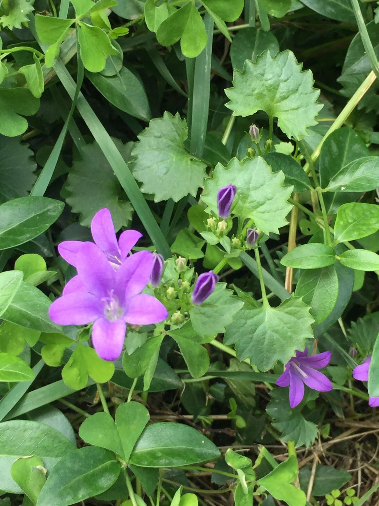 Image of Peach-leaf Bellflower