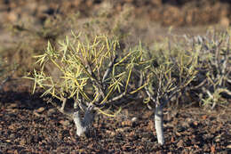 Image de Euphorbia regis-jubae J. Gay