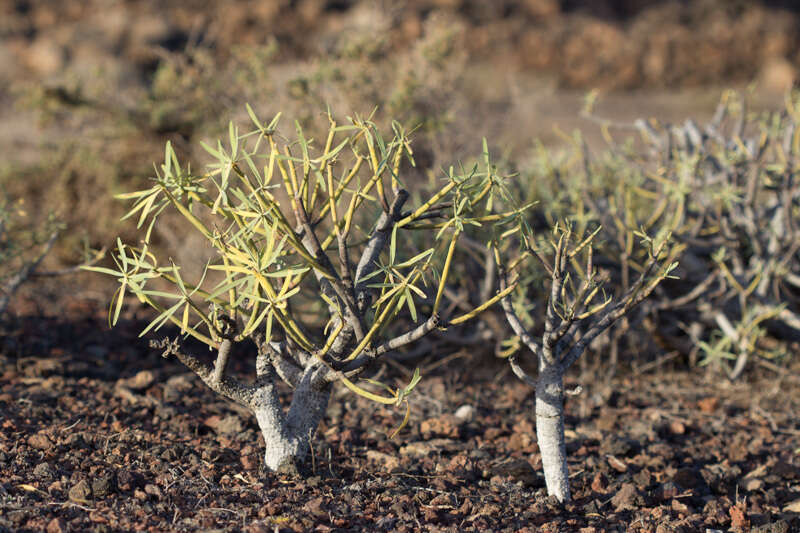 Image de Euphorbia regis-jubae J. Gay