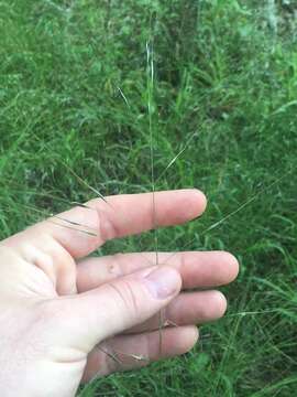 Image of Black-Seed Spear Grass