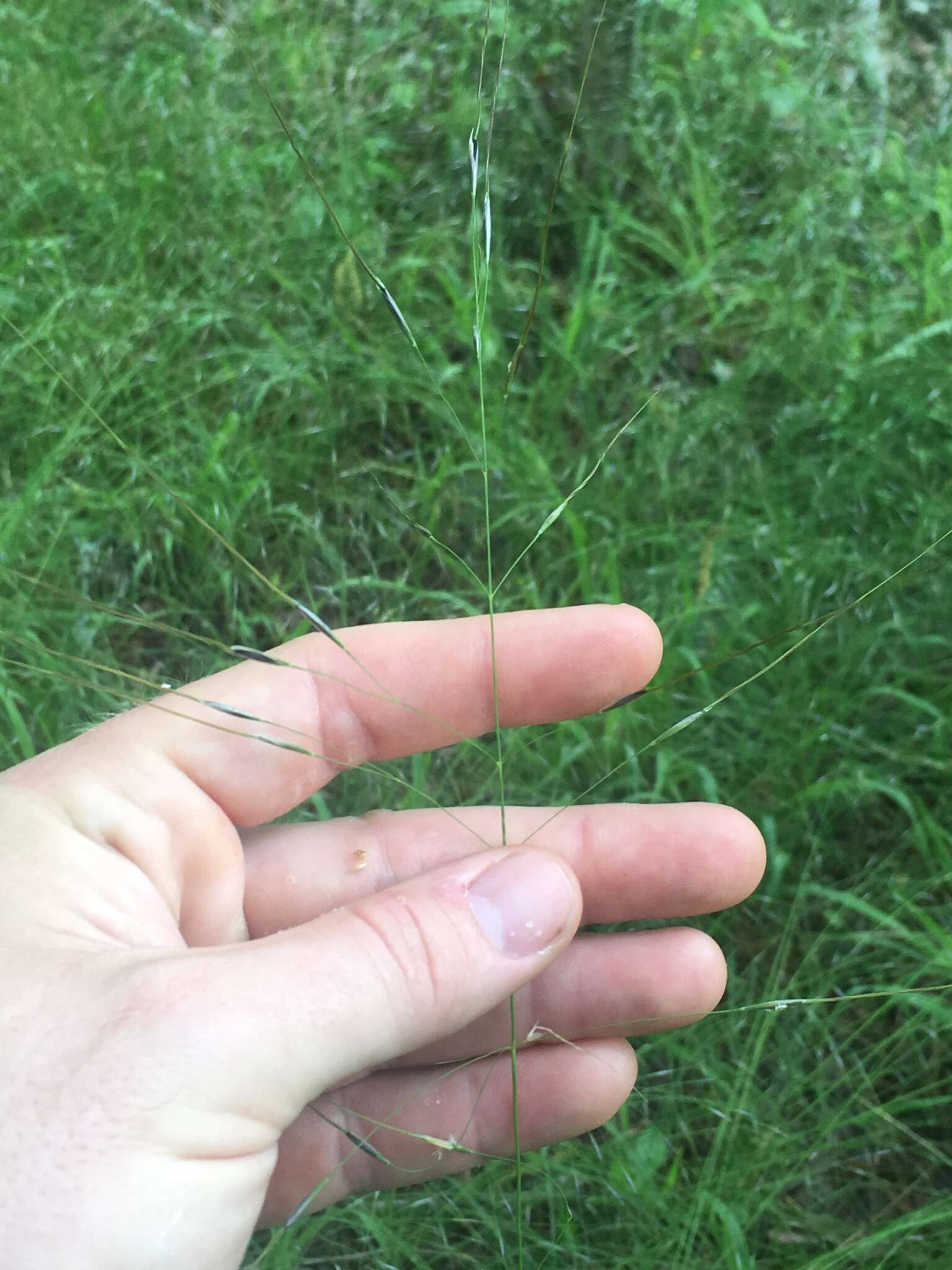 Image of Black-Seed Spear Grass