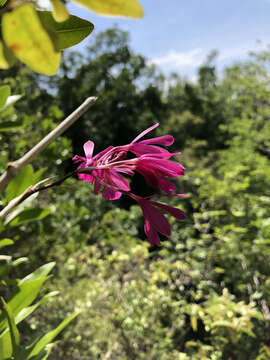 Imagem de Psychilis kraenzlinii (Bello) Sauleda