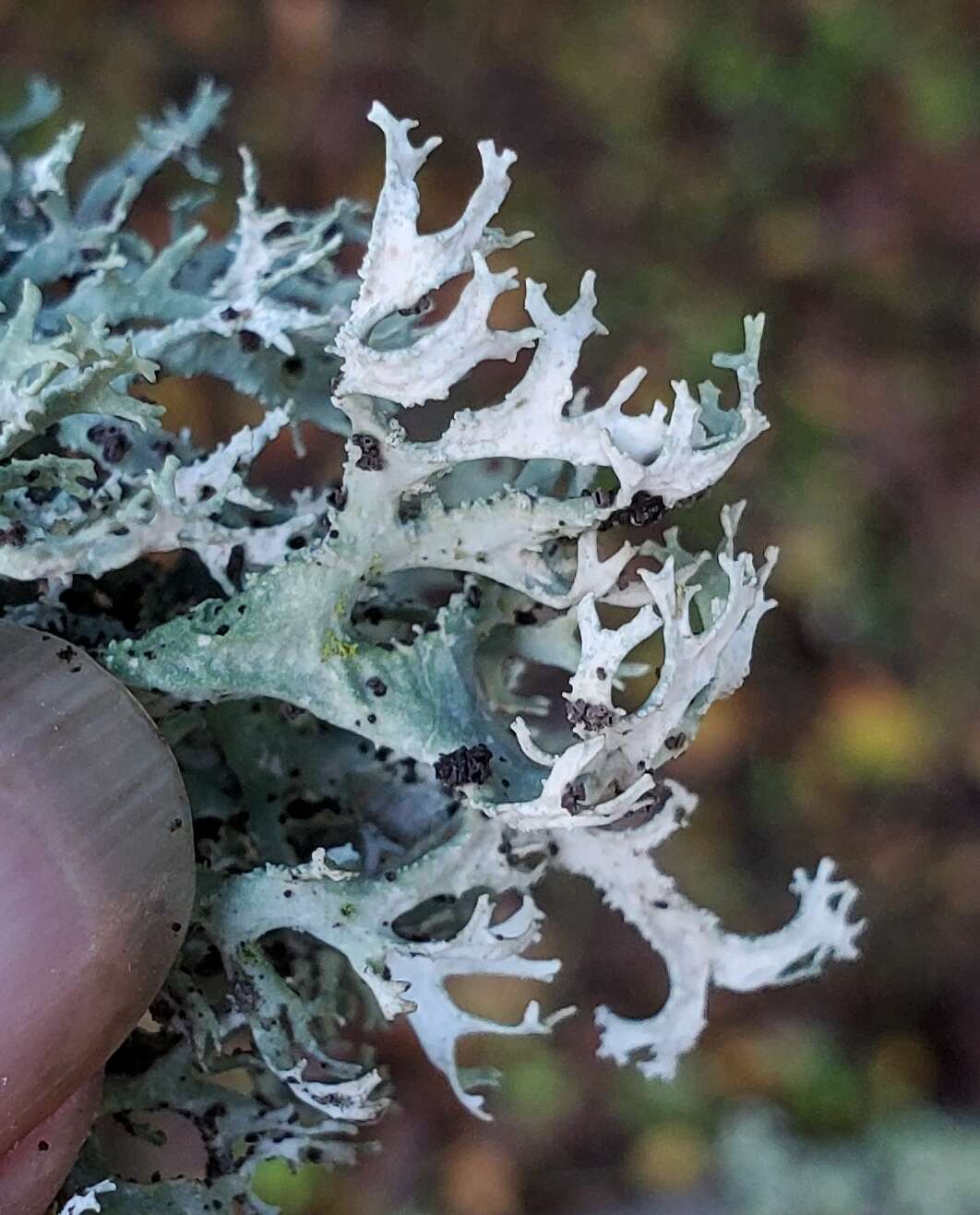 Image of Unguiculariopsis lettaui (Grummann) Coppins 1990