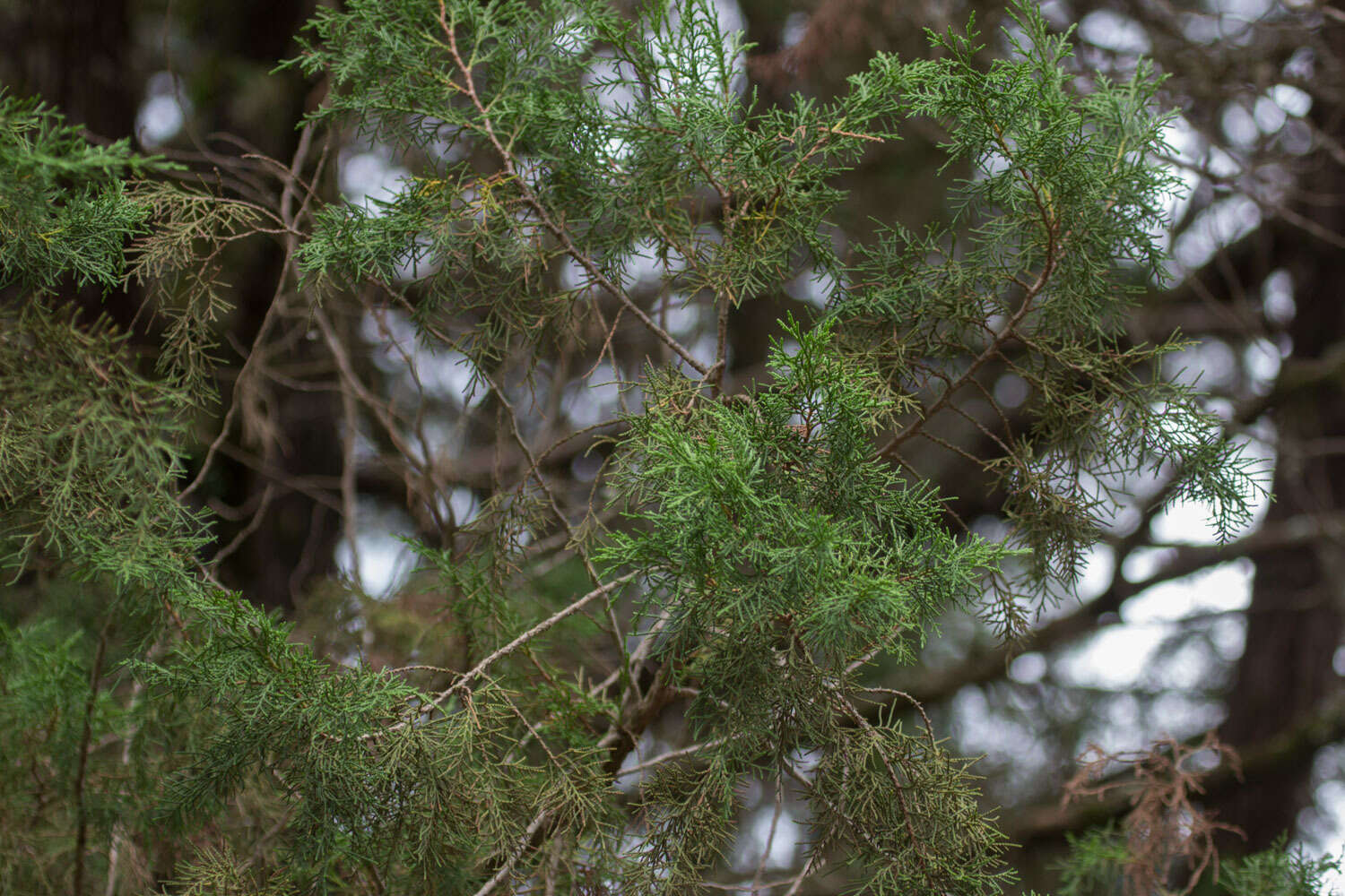 Слика од Juniperus procera Hochst. ex Endl.