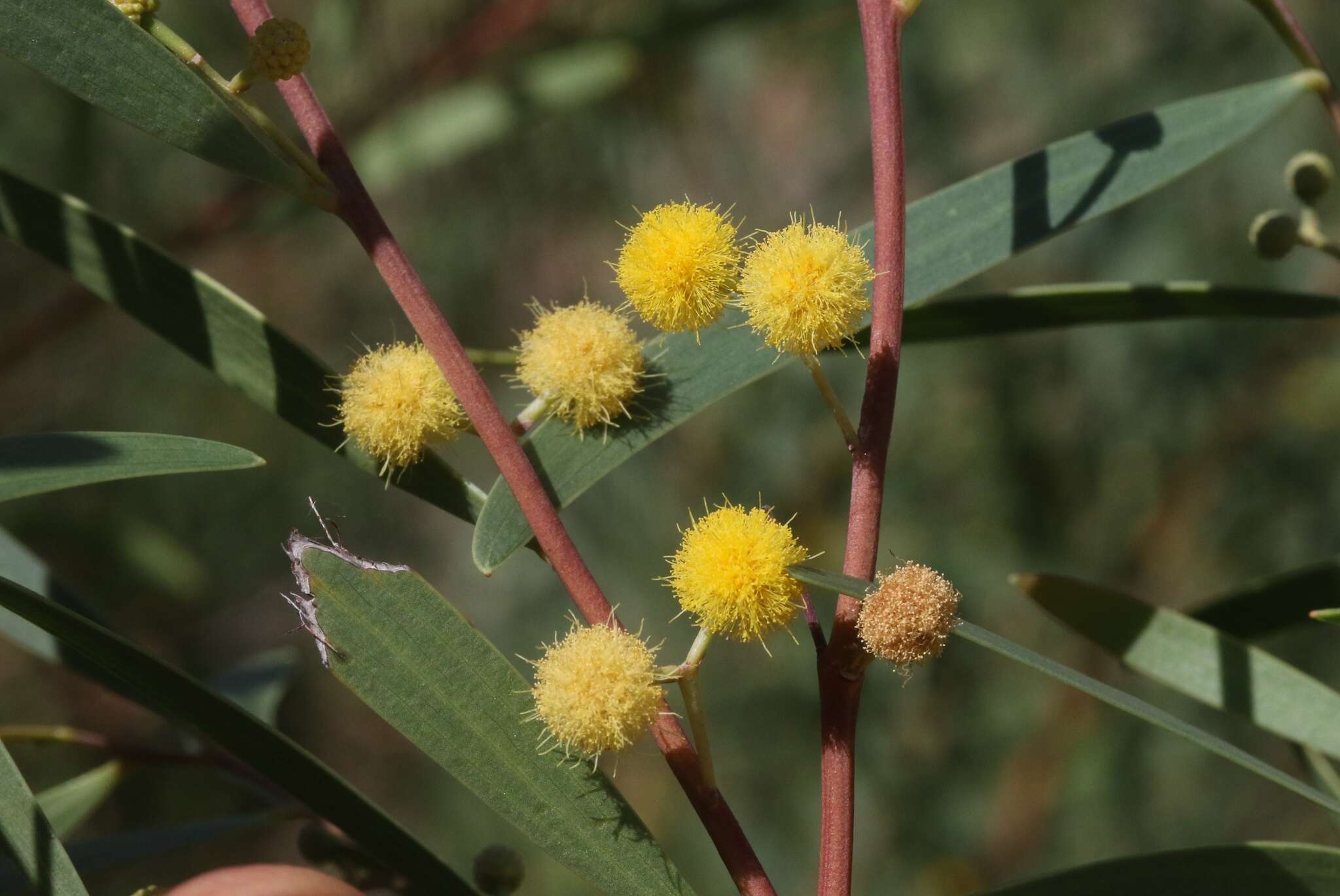 Image of Red-eyed Wattle