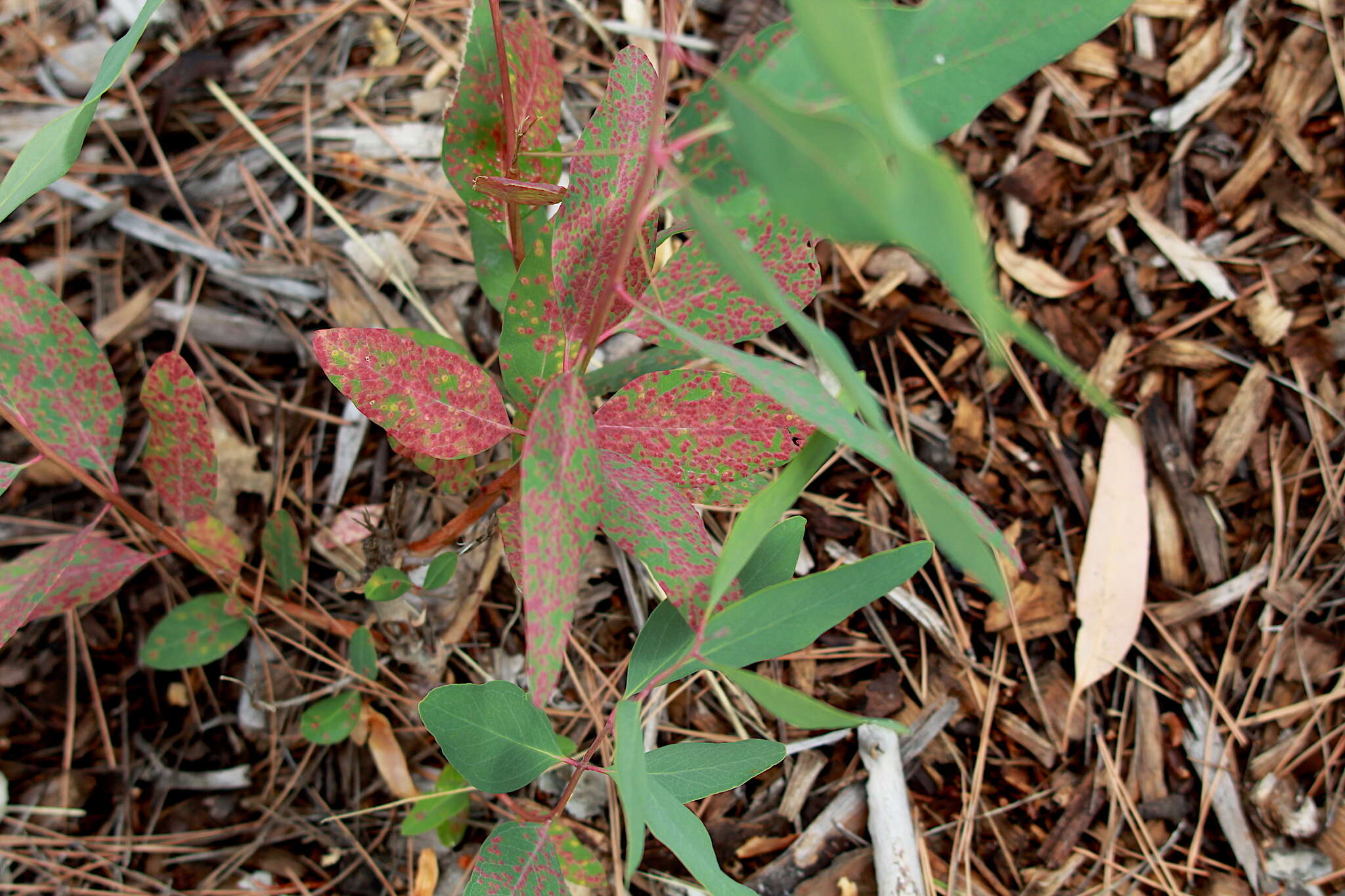 Image of Eucalyptus gall wasp