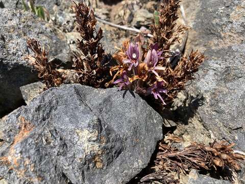 Image of California broomrape