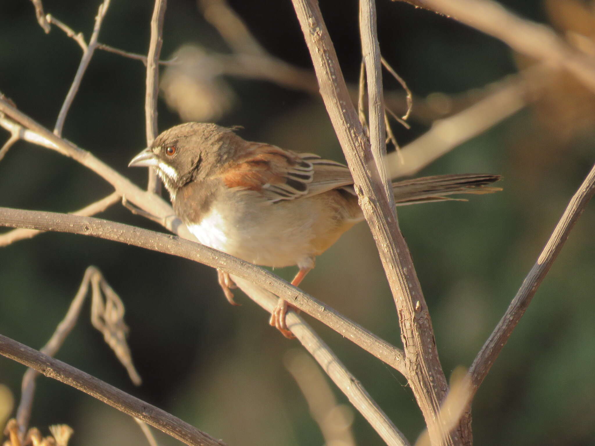 Image of Black-chested Sparrow