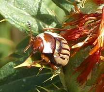 Image of Sunflower Beetle