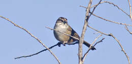 Image of Stripe-capped Sparrow