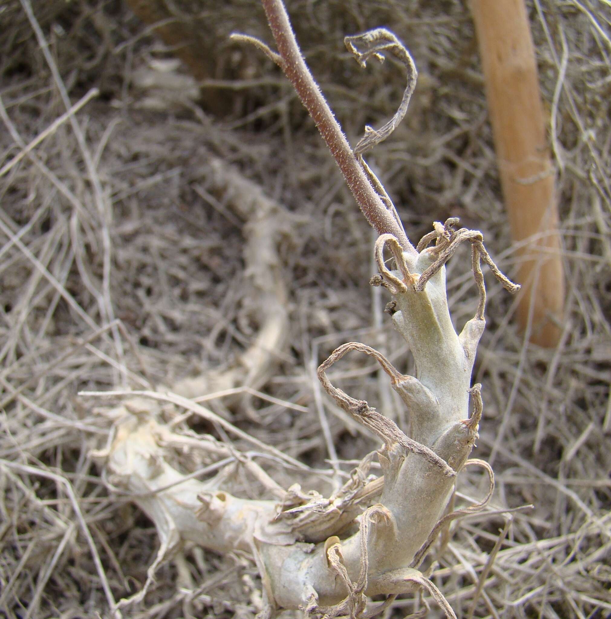 Image of Tylecodon ventricosus (Burm. fil.) H. Tölken