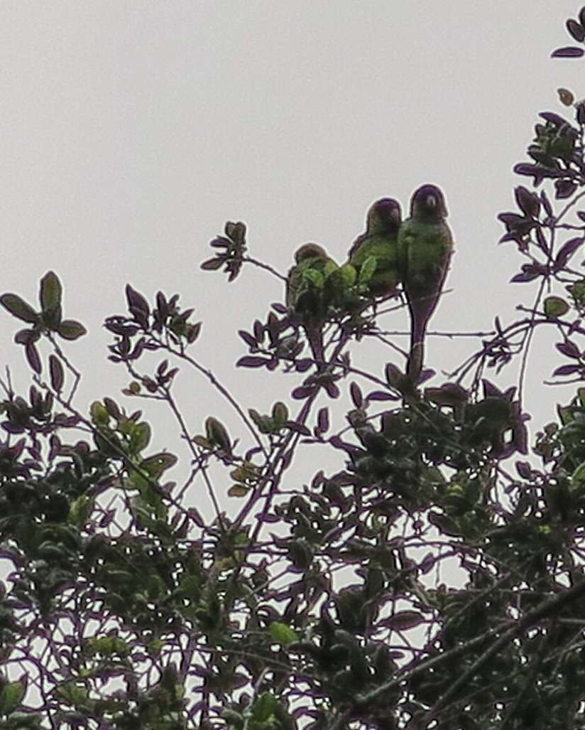 Image of Nanday Parakeet