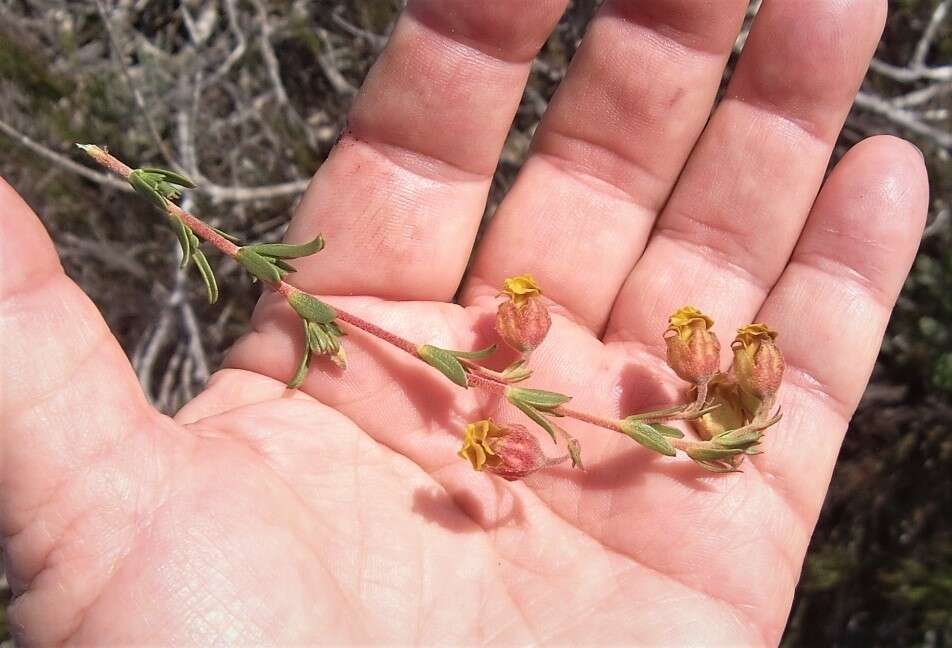 Image of Hermannia concinnifolia Verdoorn