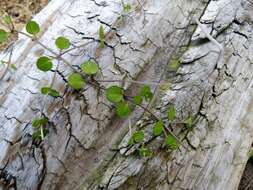 Imagem de Epilobium nummularifolium R. Cunn. ex A. Cunn.