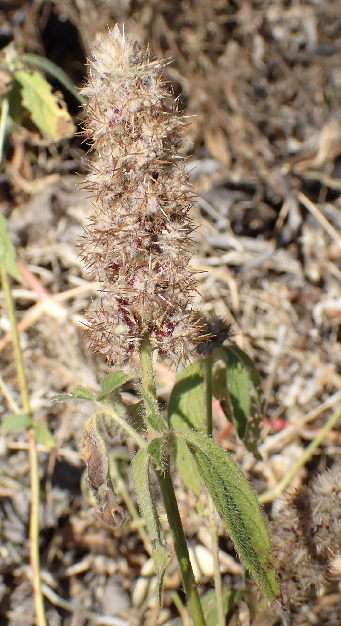 Image of Cyathula orthacantha (Hochst. ex Aschers.) Schinz