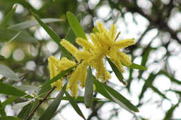 Sivun Acacia longifolia subsp. longifolia kuva