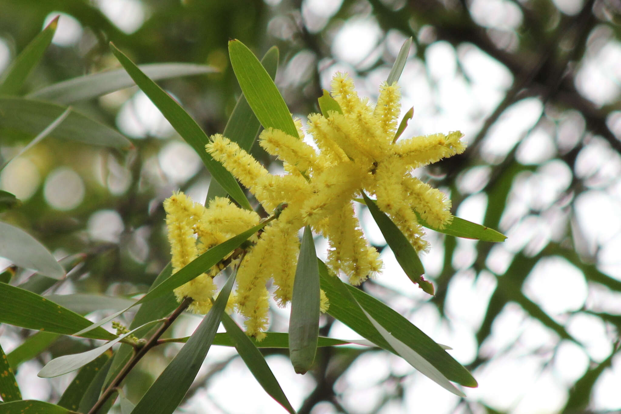 Imagem de Acacia longifolia subsp. longifolia