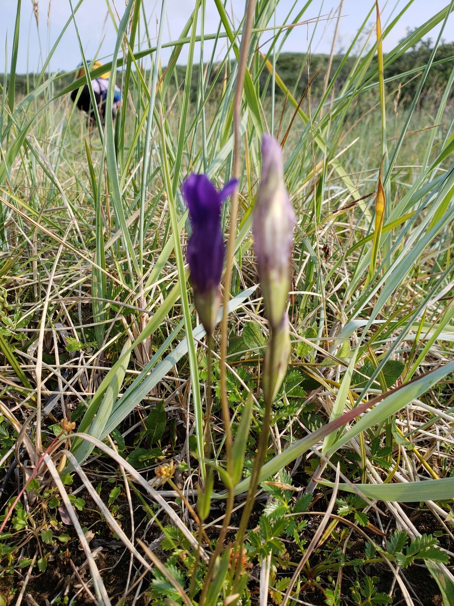 Gentianopsis barbata (Froel.) Ma的圖片