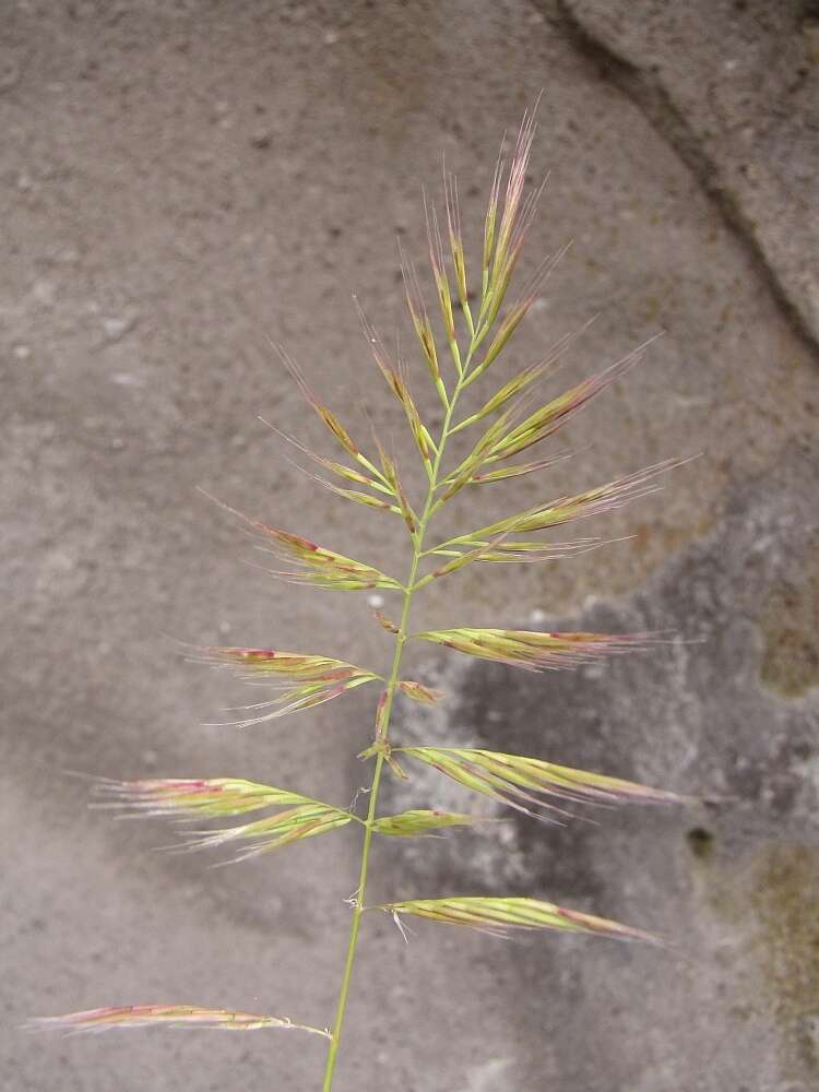 Image of Vulpia ligustica (All.) Link