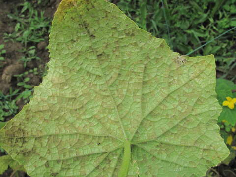 Image of Pseudoperonospora cubensis