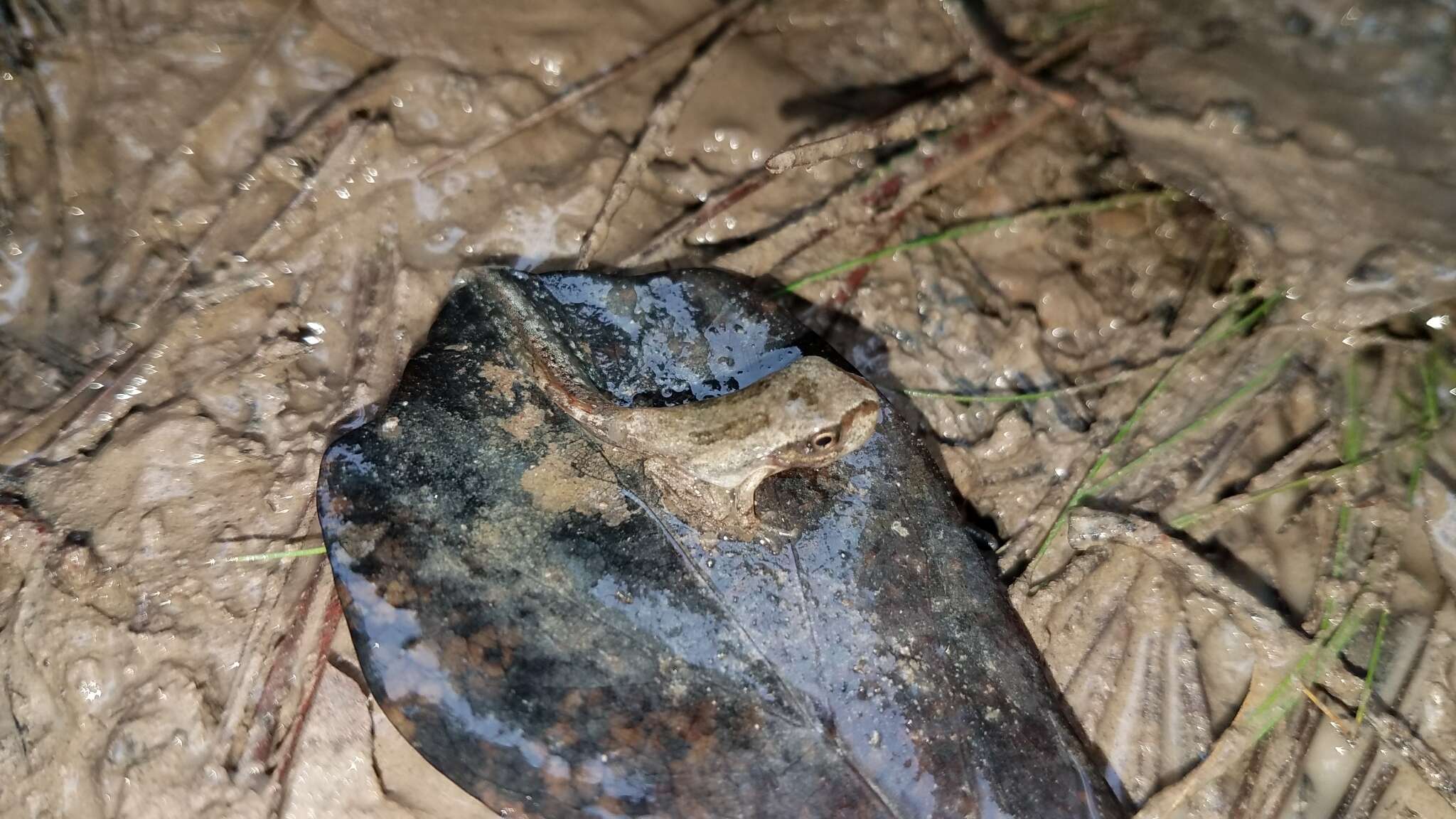 Image of Ornate Chorus Frog