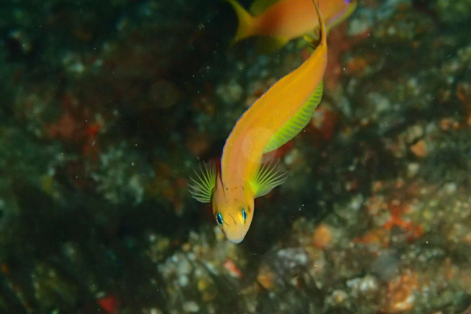 Image of Midas coralblenny