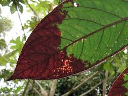 Image of Columnea eburnea (Wiehler) L. P. Kvist & L. E. Skog