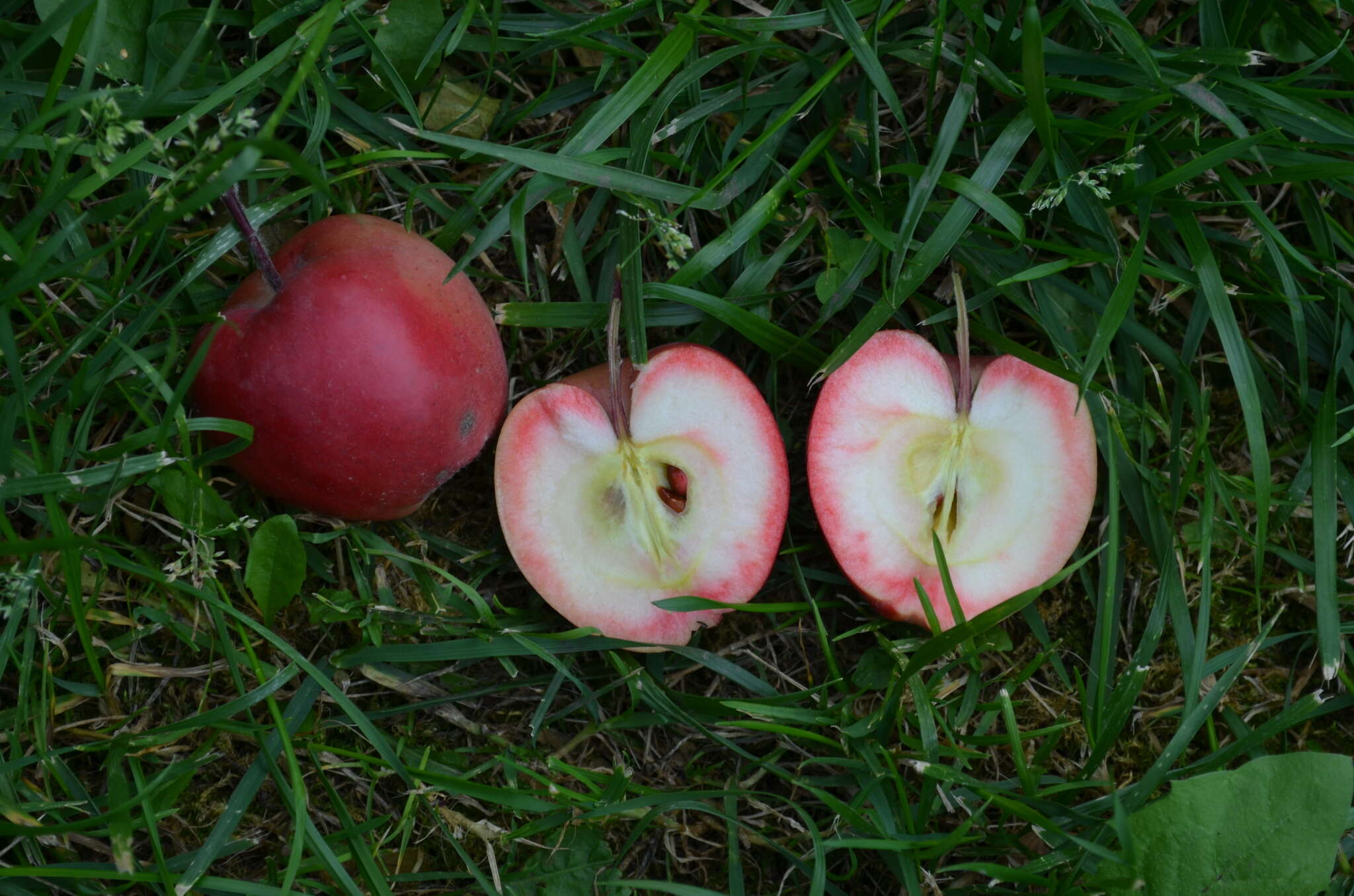 Image of paradise apple