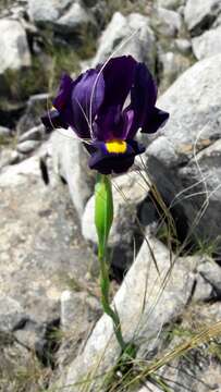 Image of Iris filifolia Boiss.