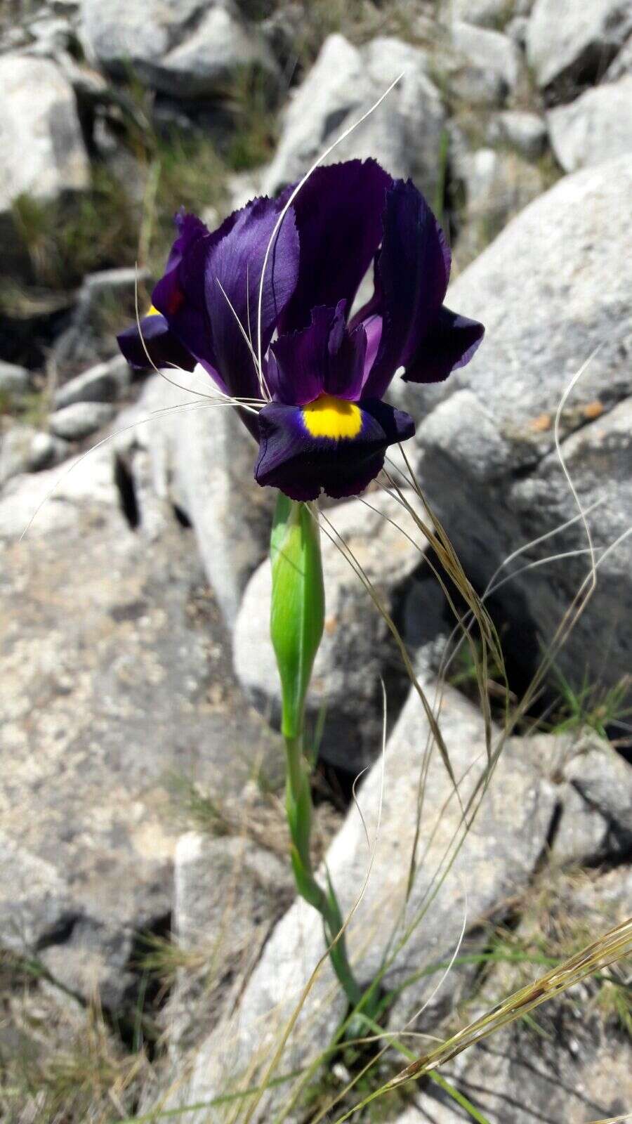 صورة Iris filifolia Boiss.