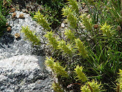 Image of shortflower Indian paintbrush