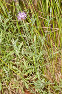 Image of Centaurea aplolepa Moretti