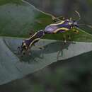 Image of Acinocoris decoratus Brailovsky & Barrera 1981