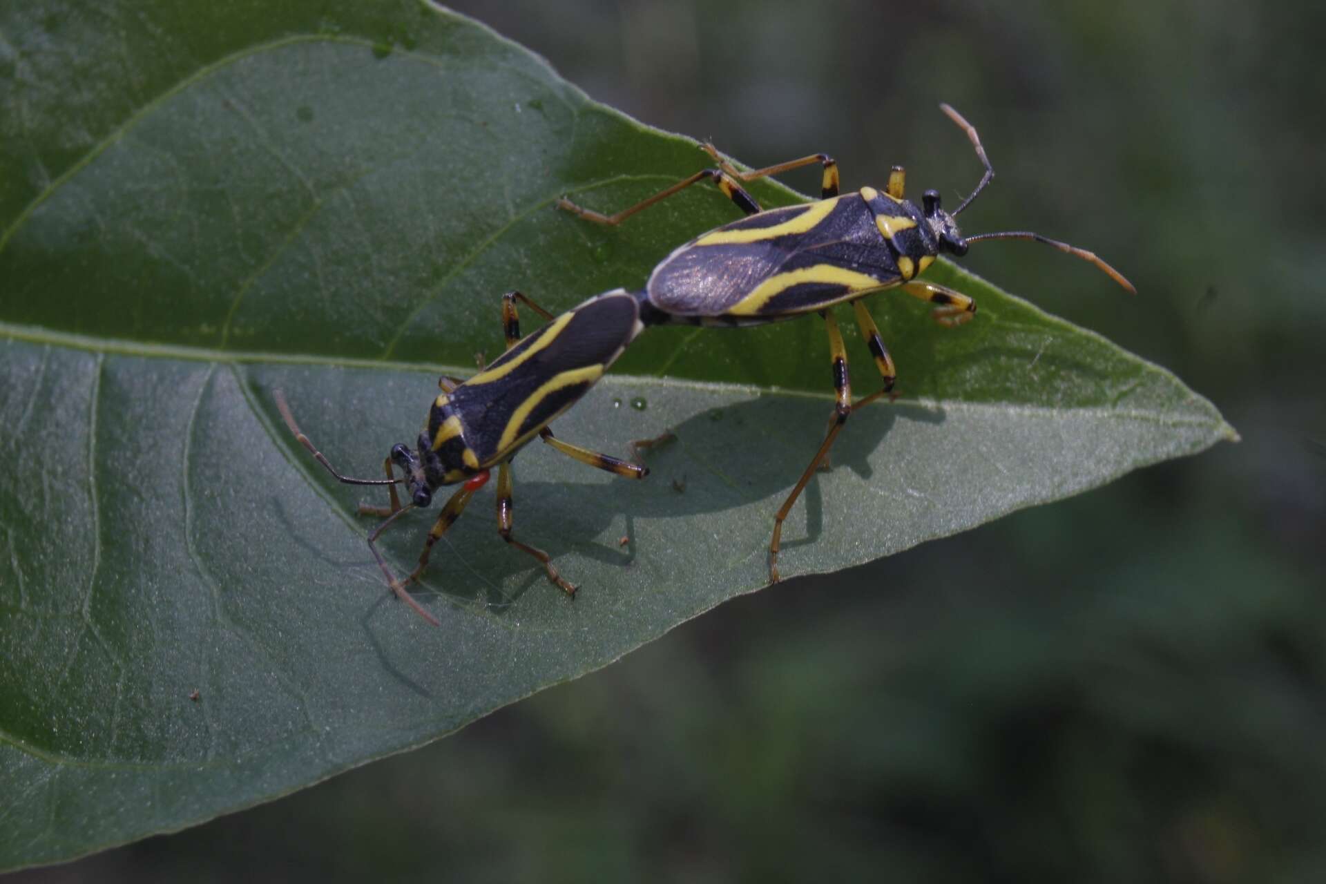 Image of Acinocoris decoratus Brailovsky & Barrera 1981