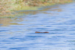 Image of Southern Water Vole