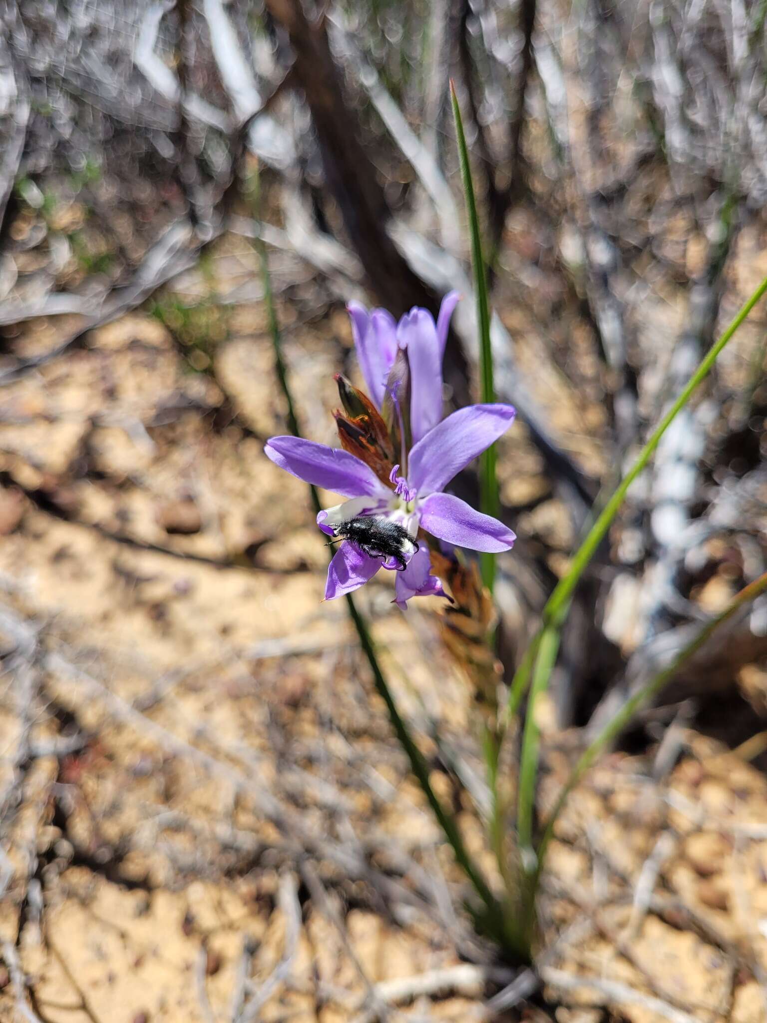 Image of Babiana scariosa G. J. Lewis