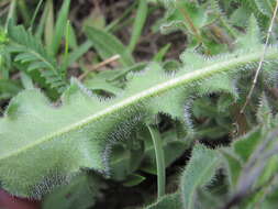 Image of Leontodon caucasicus (M. Bieb.) Fisch.