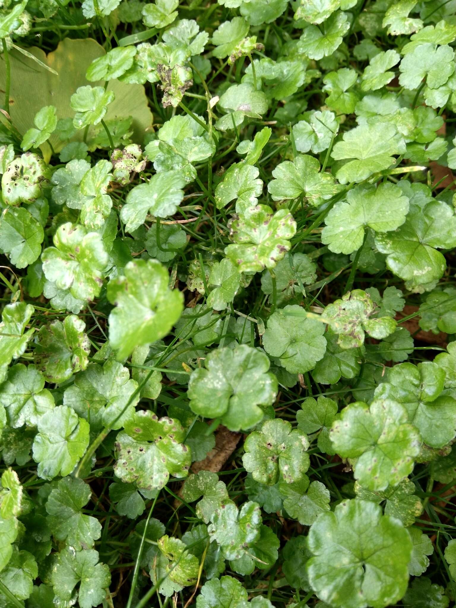 Hydrocotyle americana var. heteromeria (A. Rich.) Kirk resmi