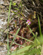 Image of Drosera collinsiae Brown ex Burtt Davy