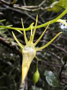 Image de Hofmeisterella eumicroscopica (Rchb. fil.) Rchb. fil.