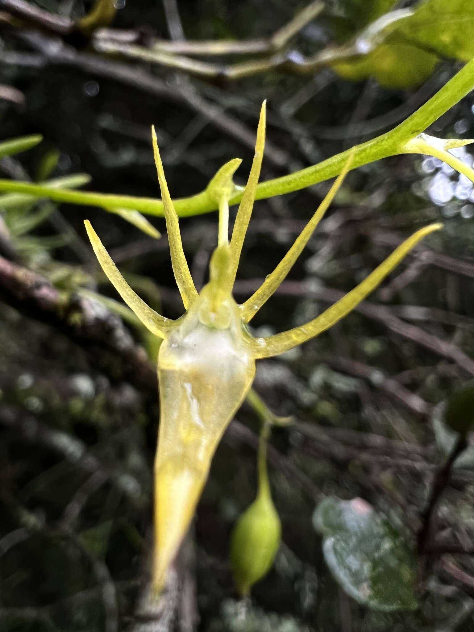 Image of Hofmeisterella eumicroscopica (Rchb. fil.) Rchb. fil.