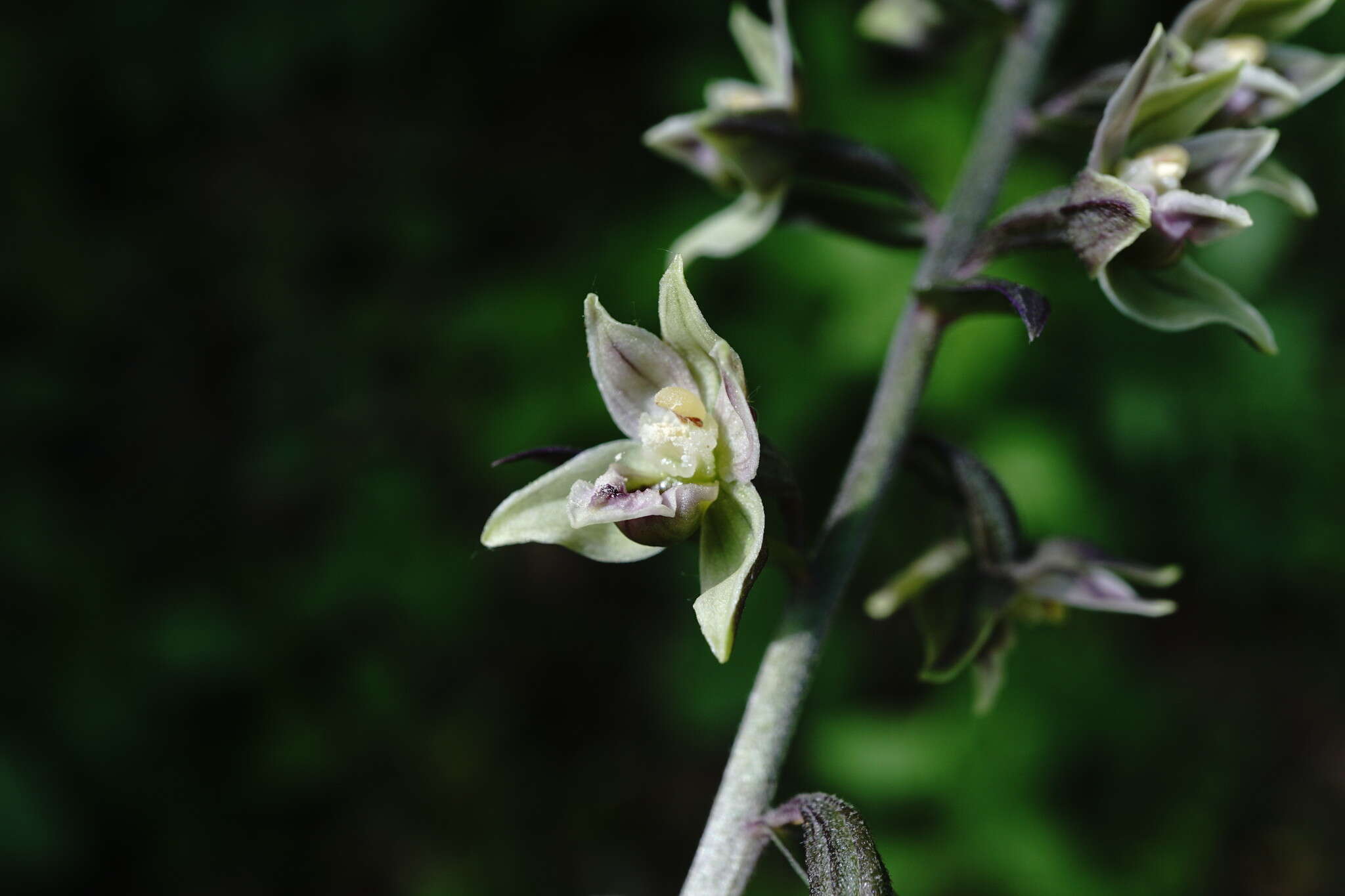 Image of Epipactis condensata Boiss. ex D. P. Young