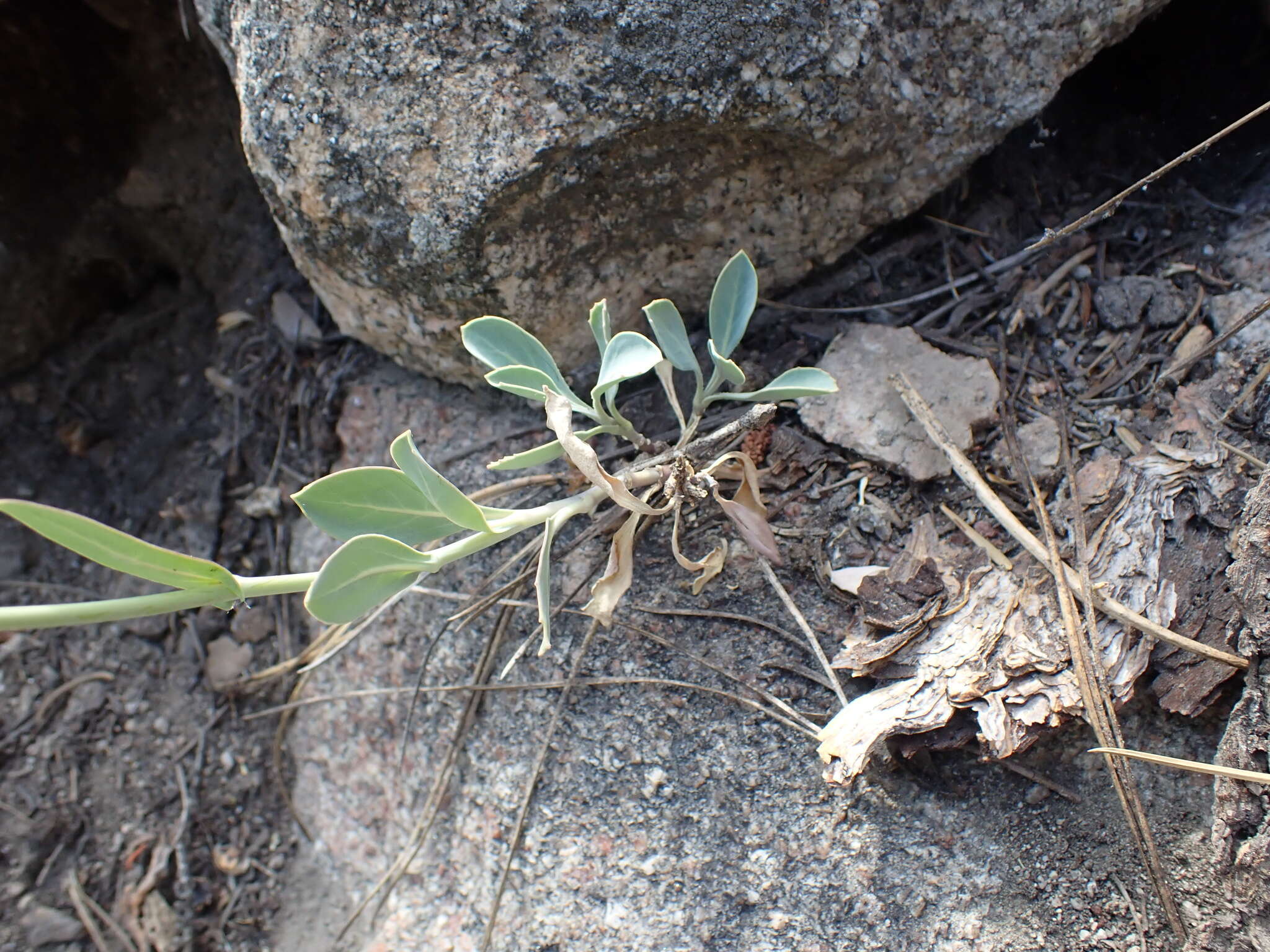 Image of Laguna Mountain jewelflower