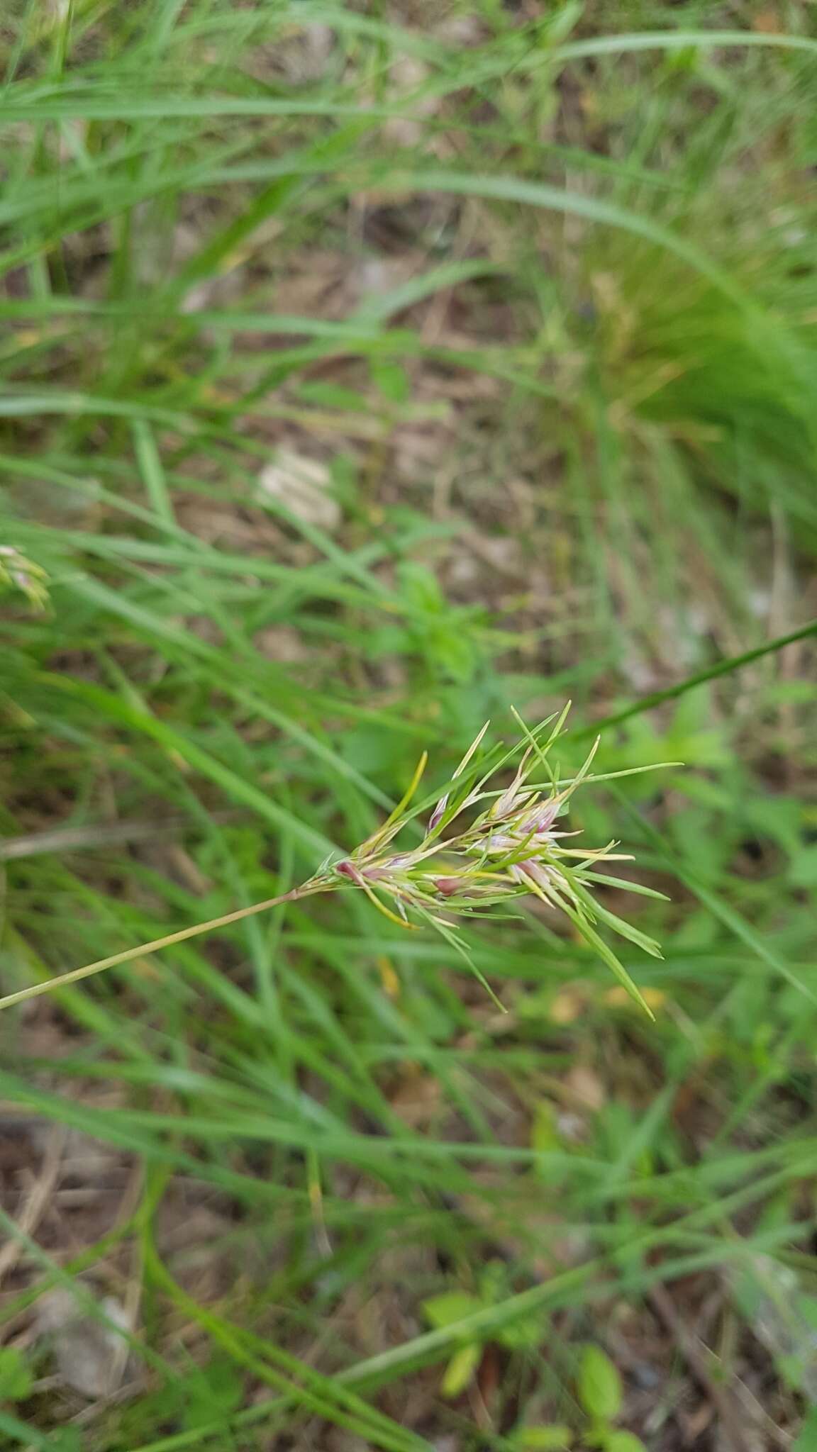 Image of Poa bulbosa f. vivipara (Koeler) Maire