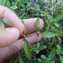 Image of Florida false buttonweed