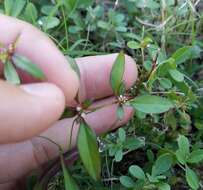 Imagem de Spermacoce keyensis Small