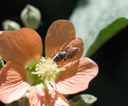 Macrotera latior (Cockerell 1896) resmi